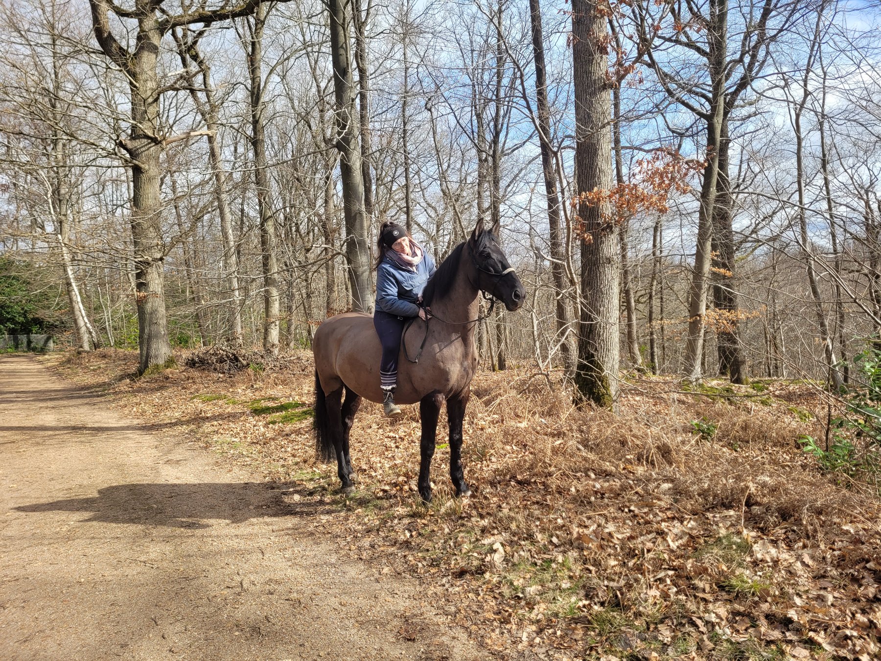 Cheval se ressourçant en forêt